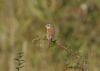 Red-backed Shrike at Wakering Stairs (Steve Arlow) (35676 bytes)